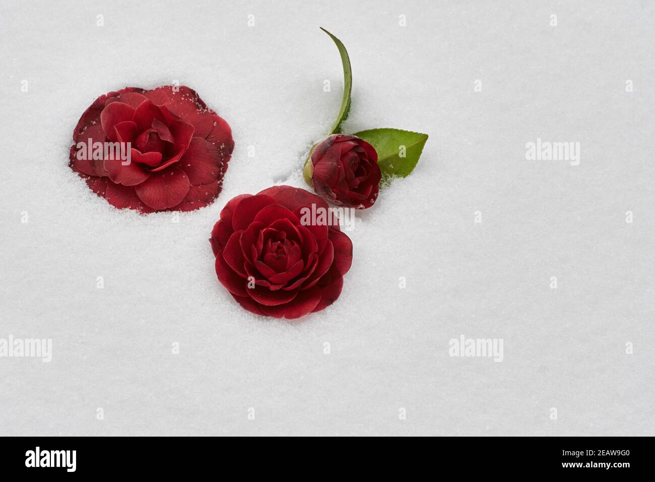 Vista dall'alto di tre rose rosse in fiore coperte di alta neve in inverno Foto Stock