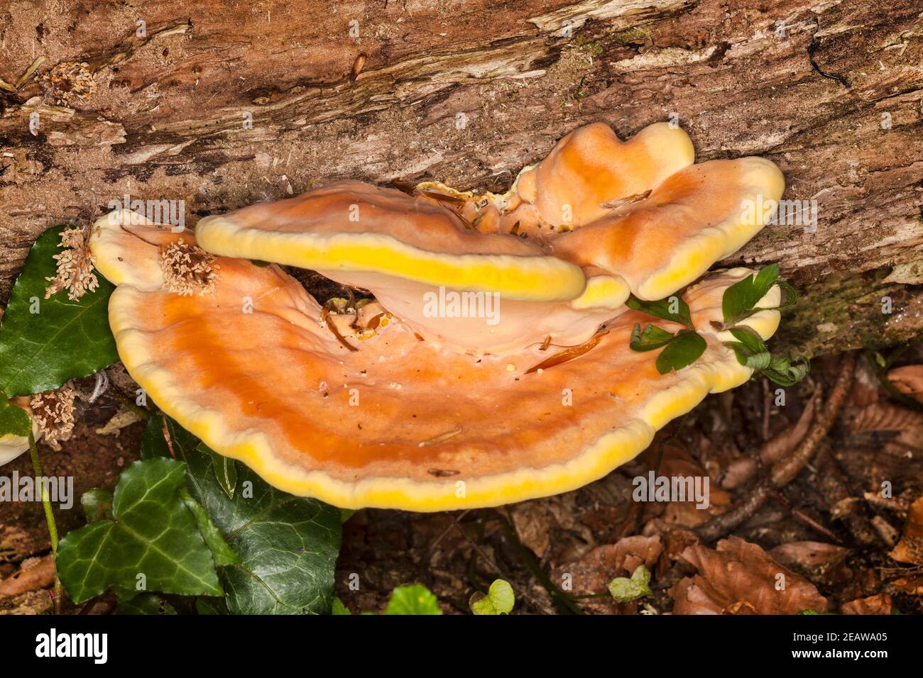 Staffa fungo che cresce da un albero decadente Foto Stock