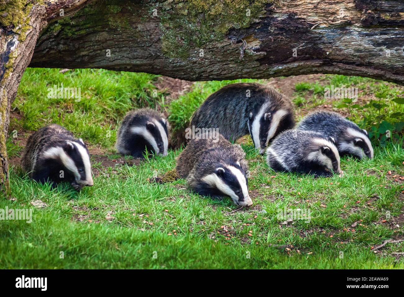 Badger semina e cuccioli famiglia di animali che si nutrano in un bosco Foto Stock