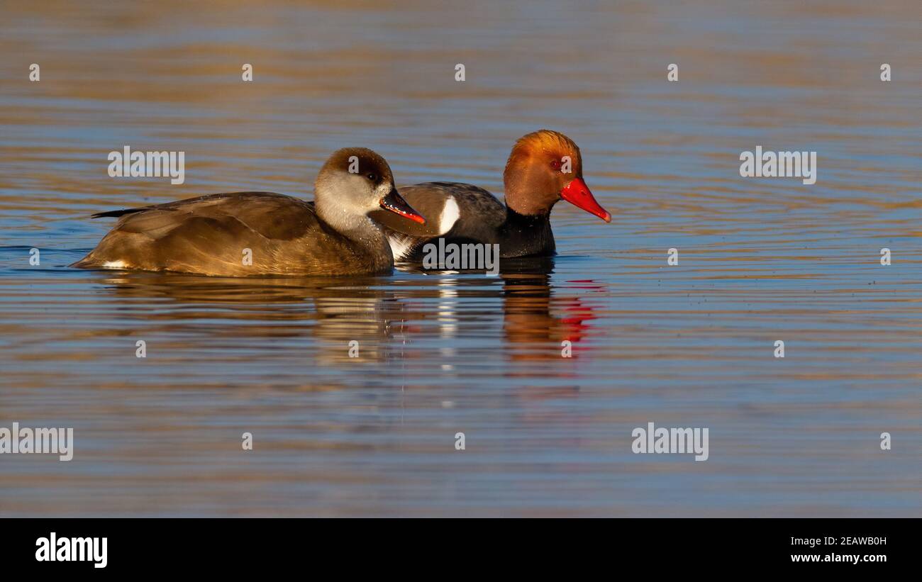 Due pochards rosso-crestati che nuotano sulla superficie dell'acqua illuminata di mattina sole Foto Stock