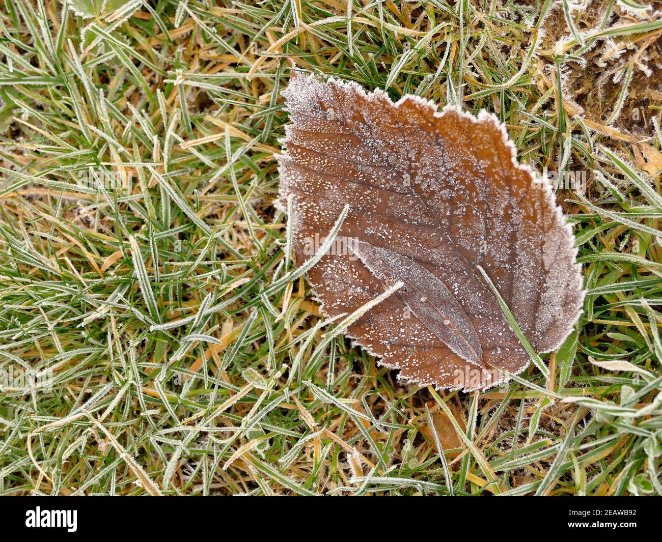 gelo di brina su foglia caduta in inverno Foto Stock