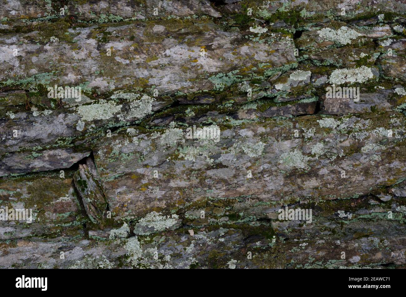 Roccia coperta di licheni. Foto Stock