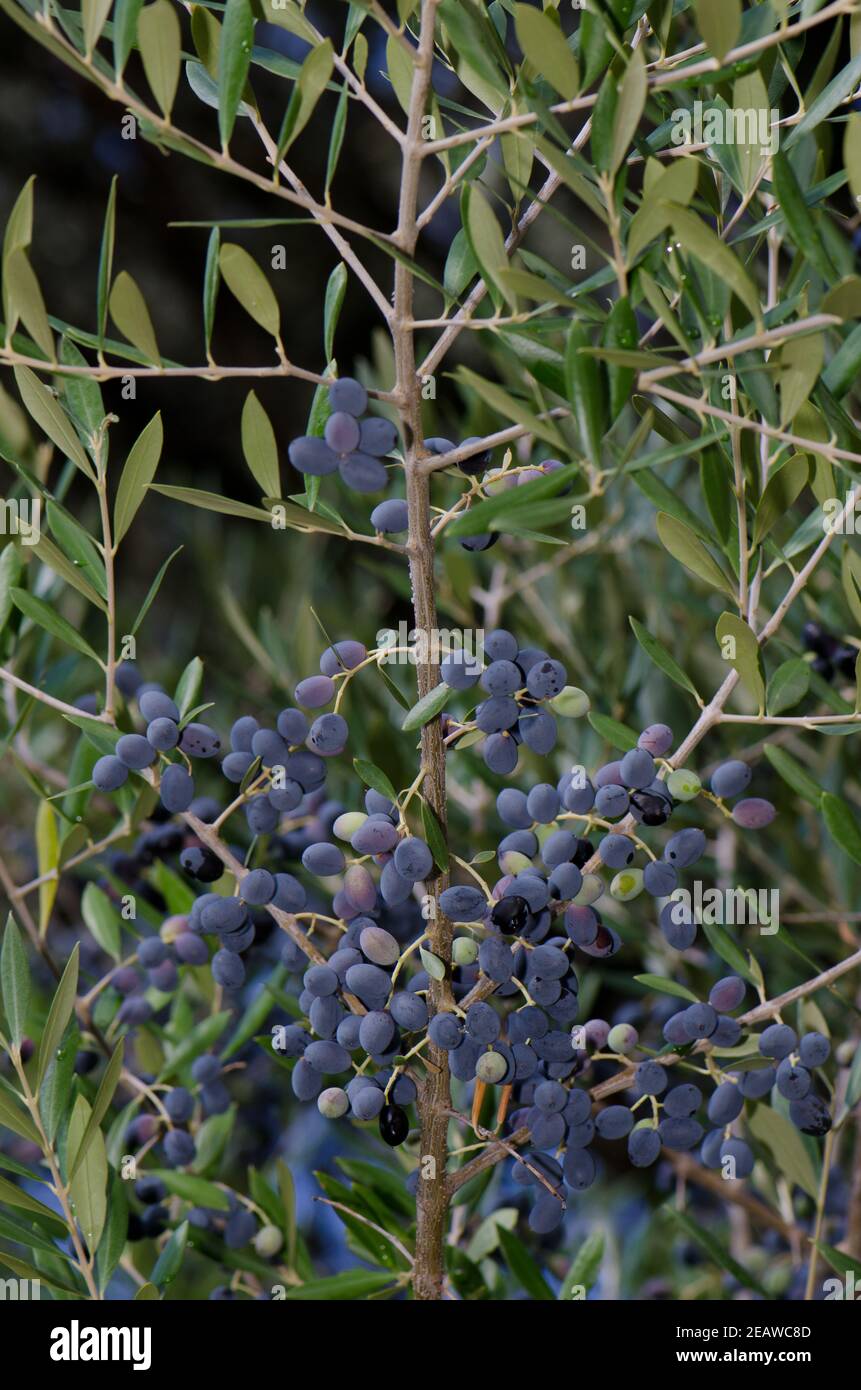 Drupe di olive. Foto Stock