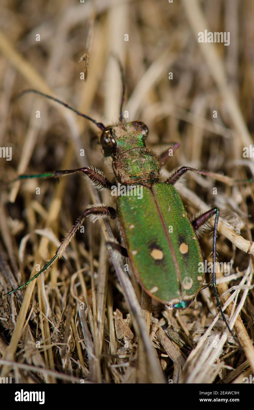 Coleottero comune della tigre. Foto Stock