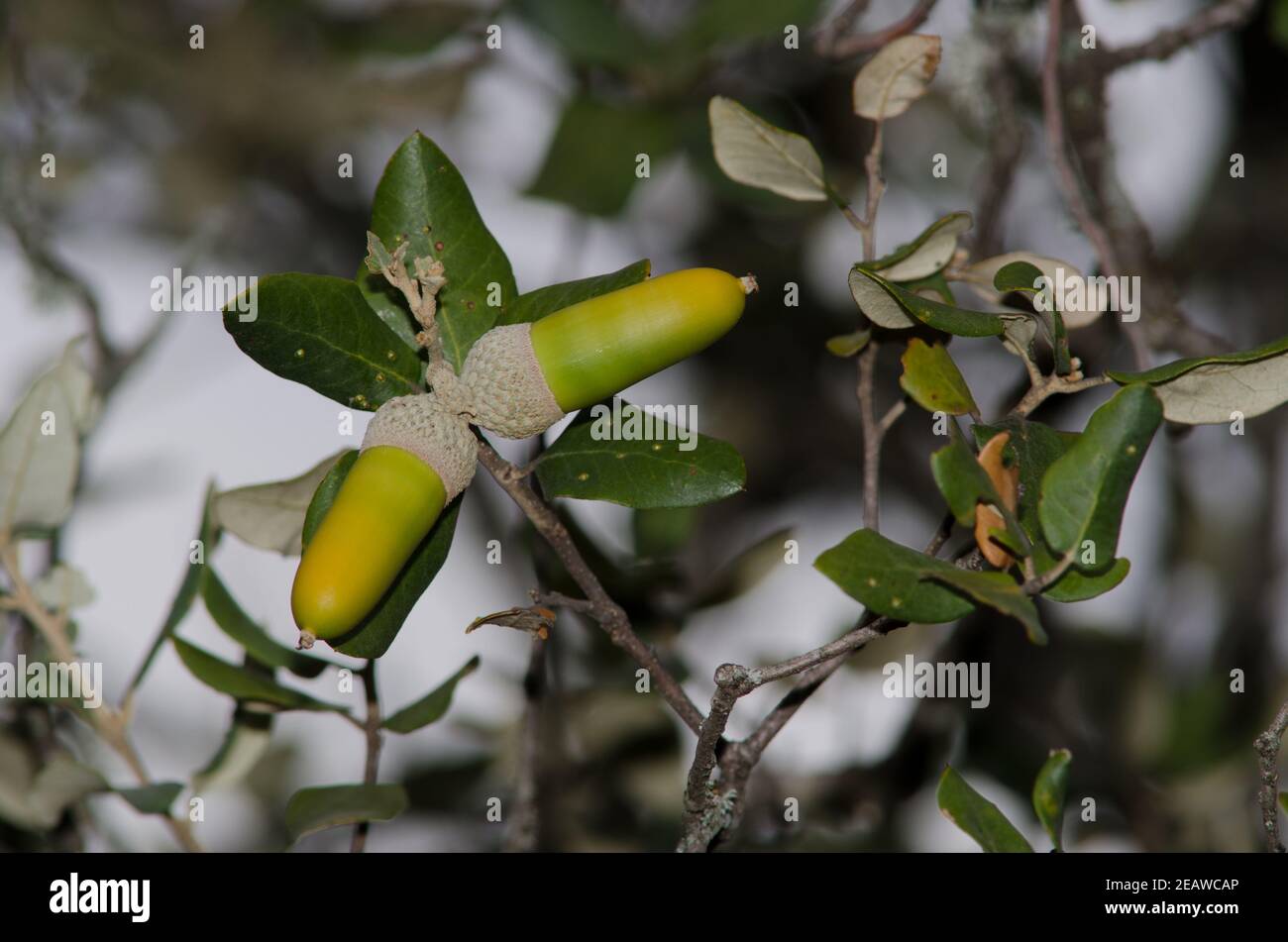 Acorni di quercia sempreverde. Foto Stock