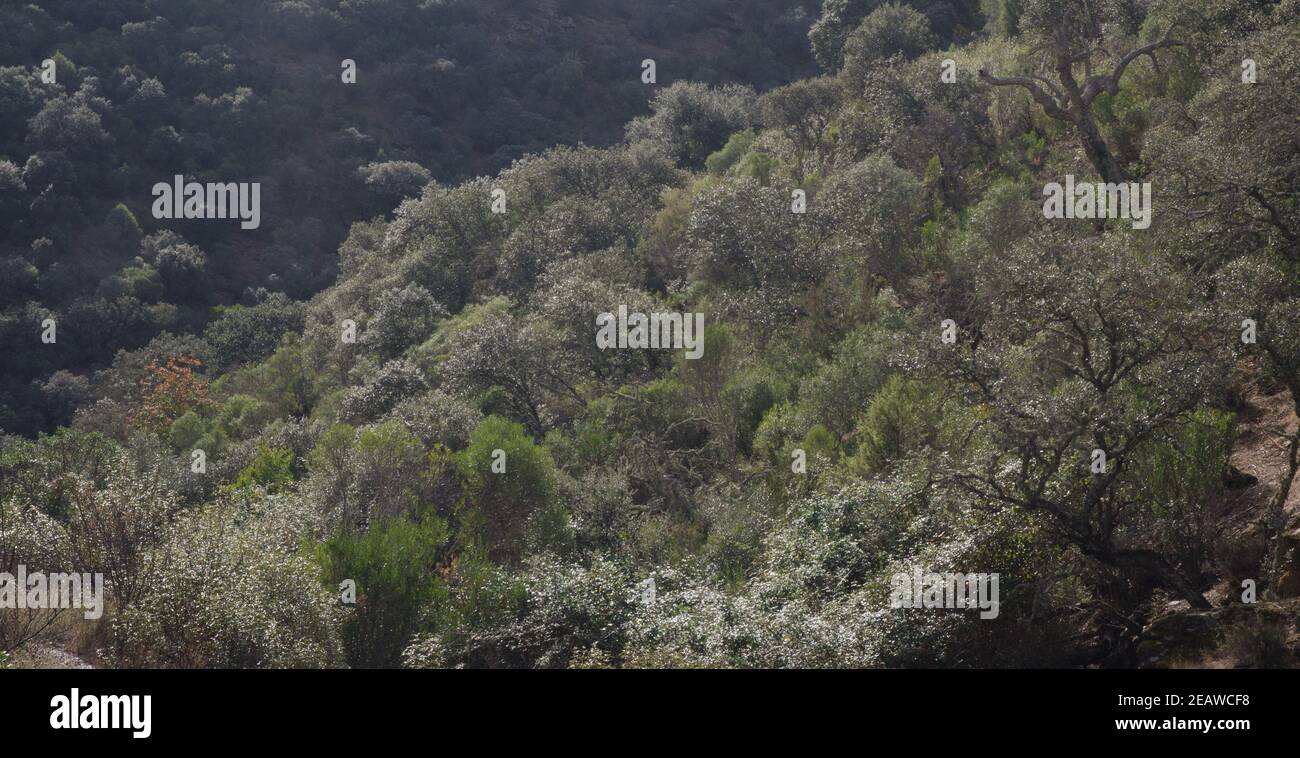 Foresta Mediterranea nel torrente Malvecino. Foto Stock