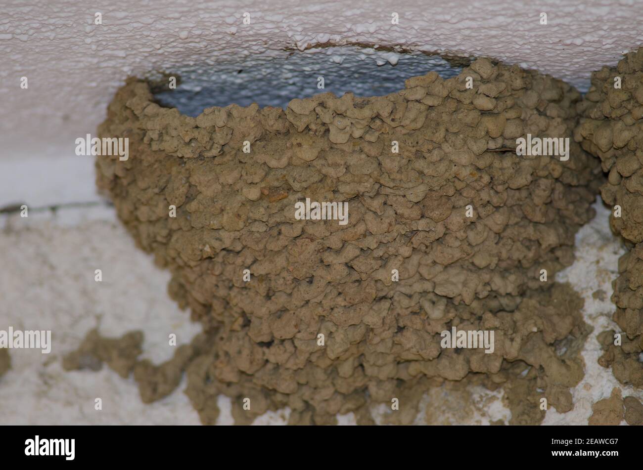 Nido di casa comune martin. Foto Stock