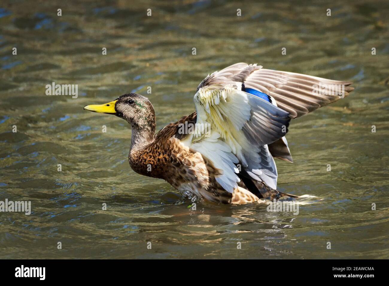 Femmina d'anatra di Mallard (anus platyrhynchos) Foto Stock