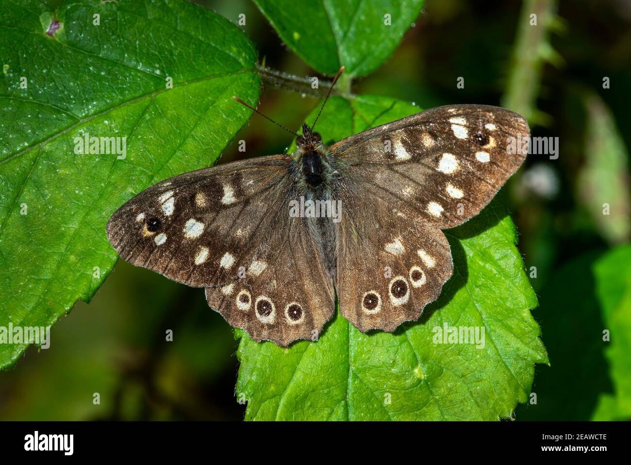 Legno puntinato Butterfly (Pararge aegeria) Foto Stock