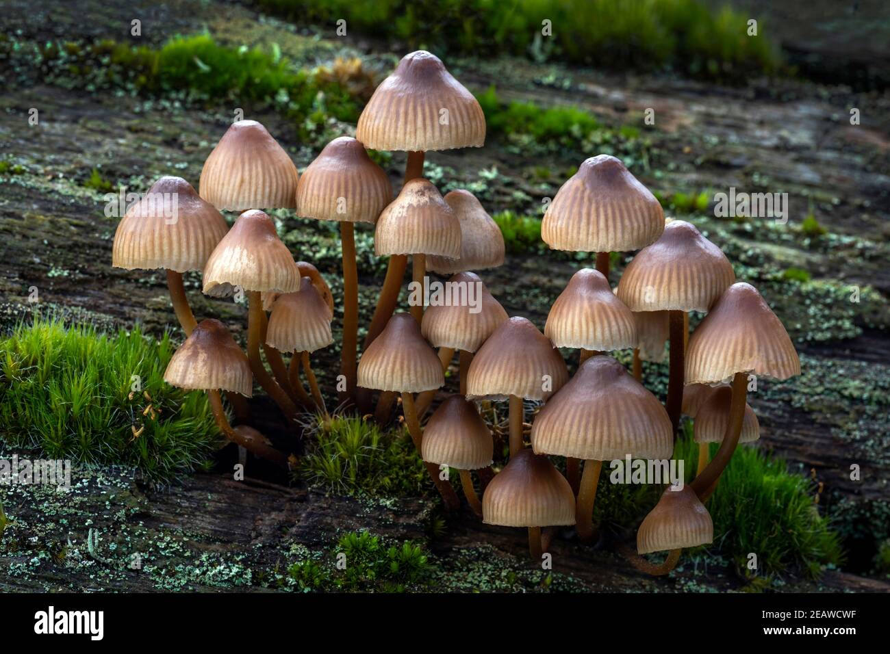 Funghi di bosco Foto Stock