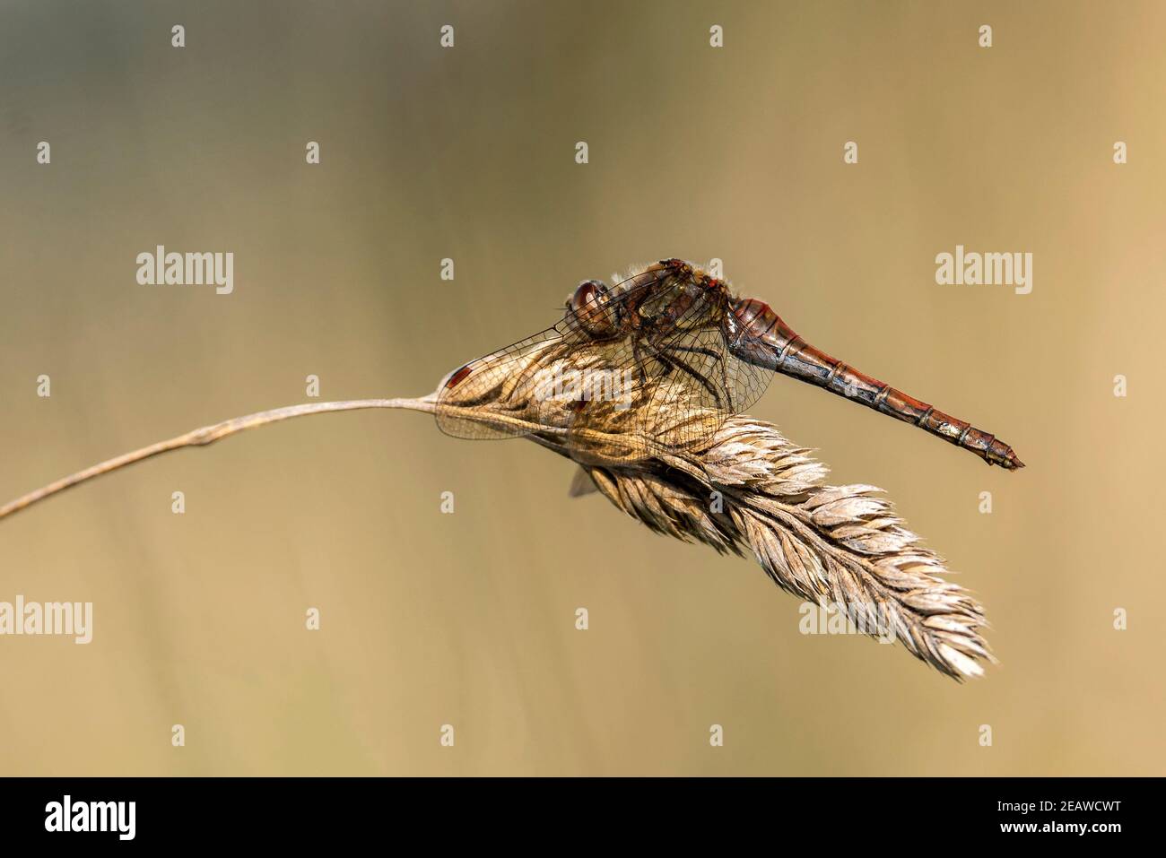 Comune di libellula Darter Foto Stock