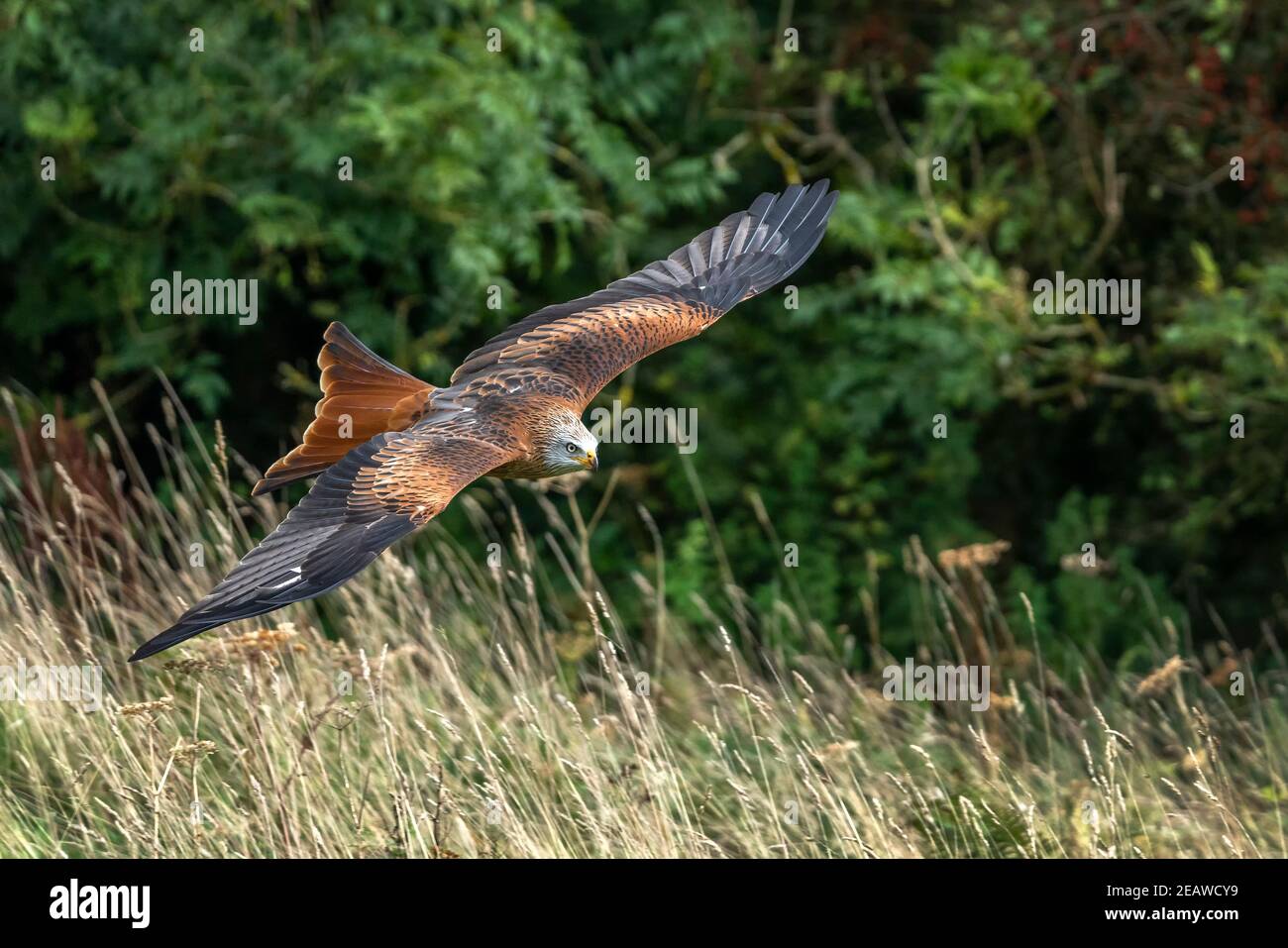 Nibbio reale (Milvus milvus) battenti Foto Stock