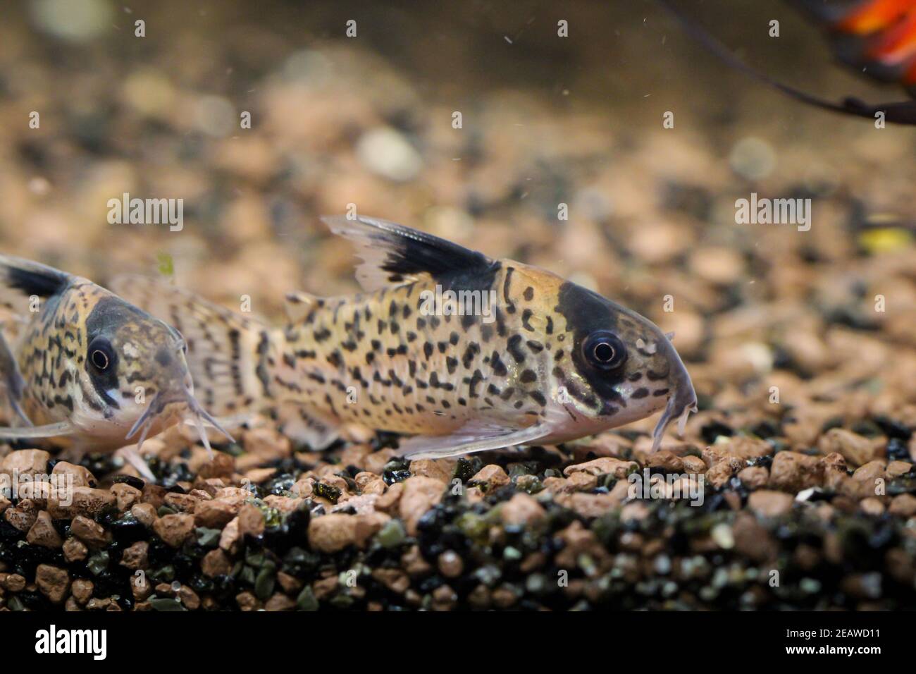 Una pinna nera corazzata pesce gatto, Corydoras leucomelas in un acquario. Foto Stock
