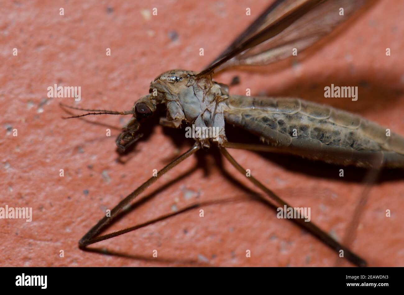 Morto vero pipula maxima cranefly. Foto Stock