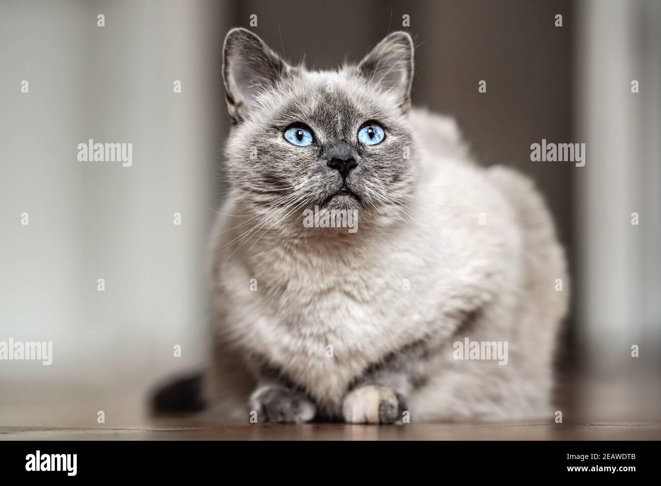 Gatto grigio più vecchio con occhi blu piercing, posa su pavimento di legno, primo piano profondità di campo foto Foto Stock