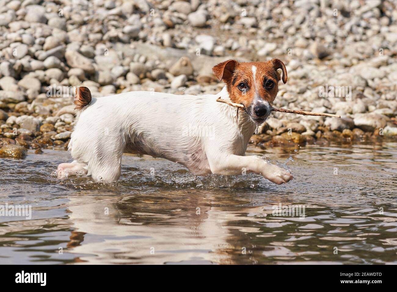 Piccolo Jack Russell terrier camminando vicino riva poco profonda del fiume, esplorando l'acqua e le pietre bagnate, portando sottile ramo di legno in bocca, dettaglio closeup Foto Stock