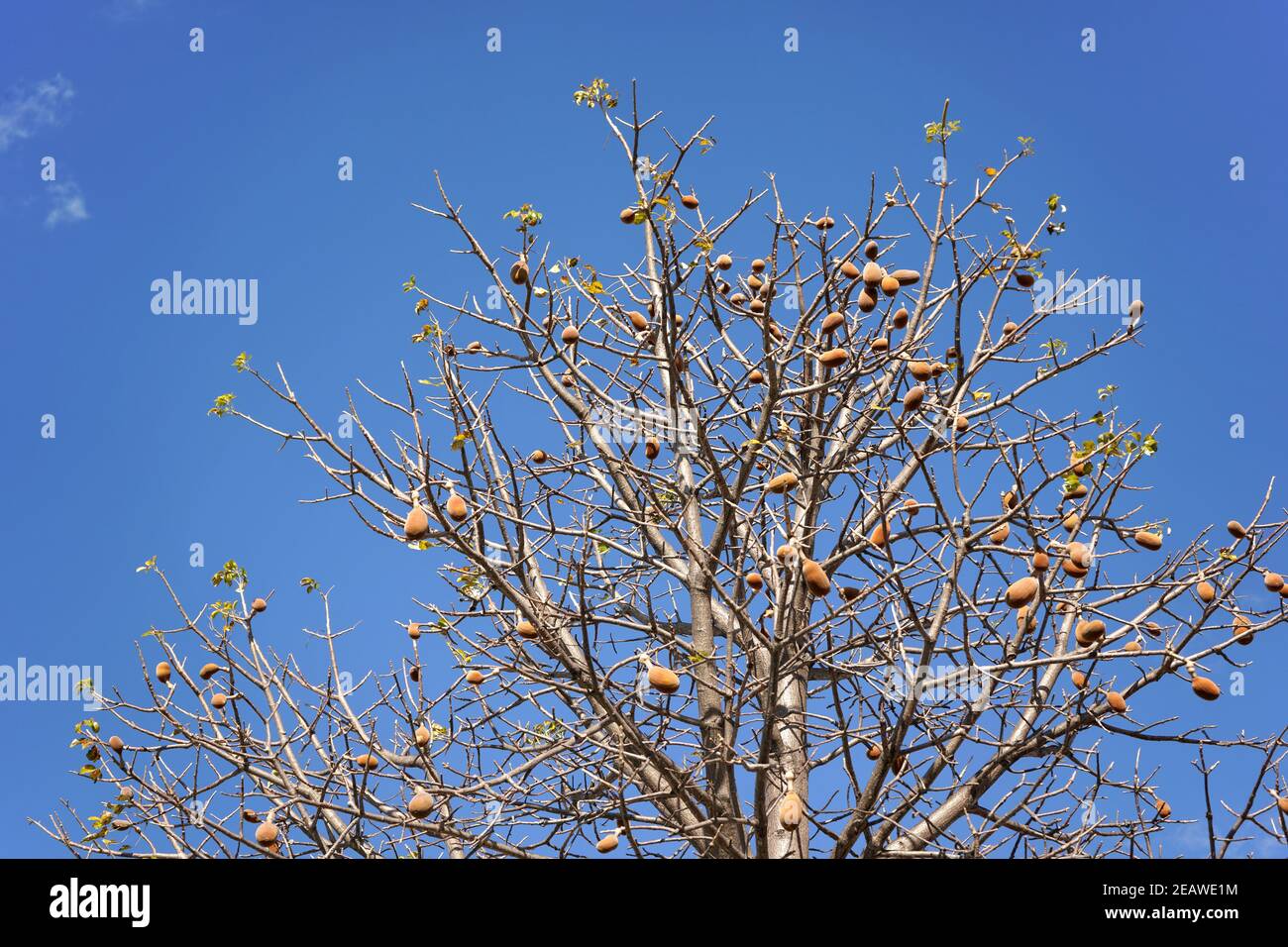 Guardando l'albero di baobab, solo poche foglie, ma qualche frutto sui rami, contro il cielo blu chiaro Foto Stock