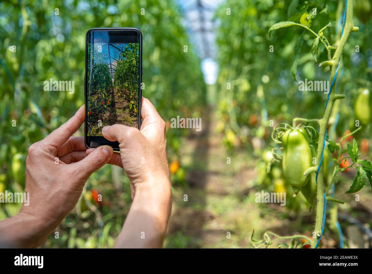 foto per smartphone di verdure in serra Foto Stock