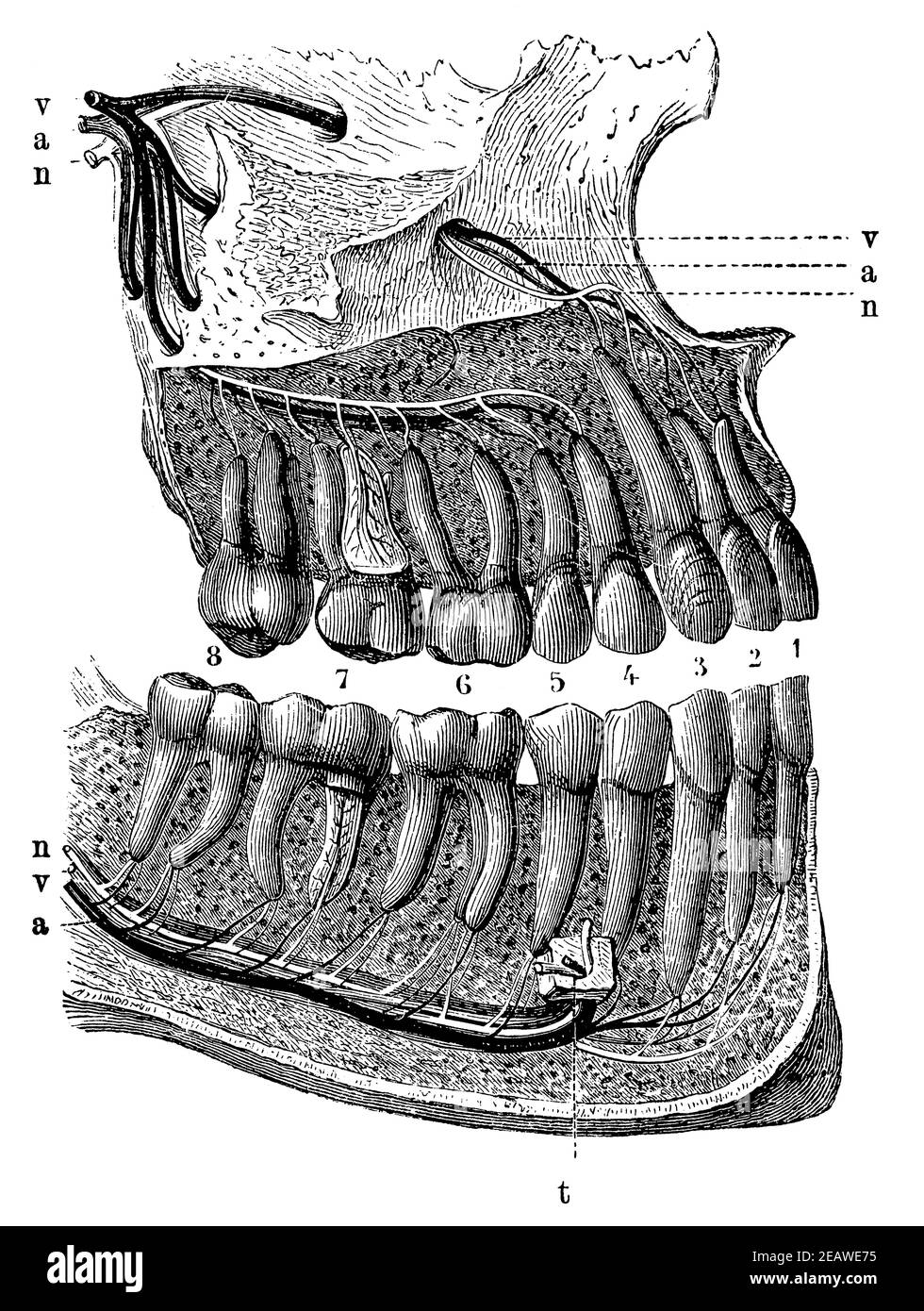Denti umani le cui radici sono arrossate per mostrare l'ingresso di nervi e vasi sanguigni. Illustrazione del 19 ° secolo. Germania. Sfondo bianco. Foto Stock