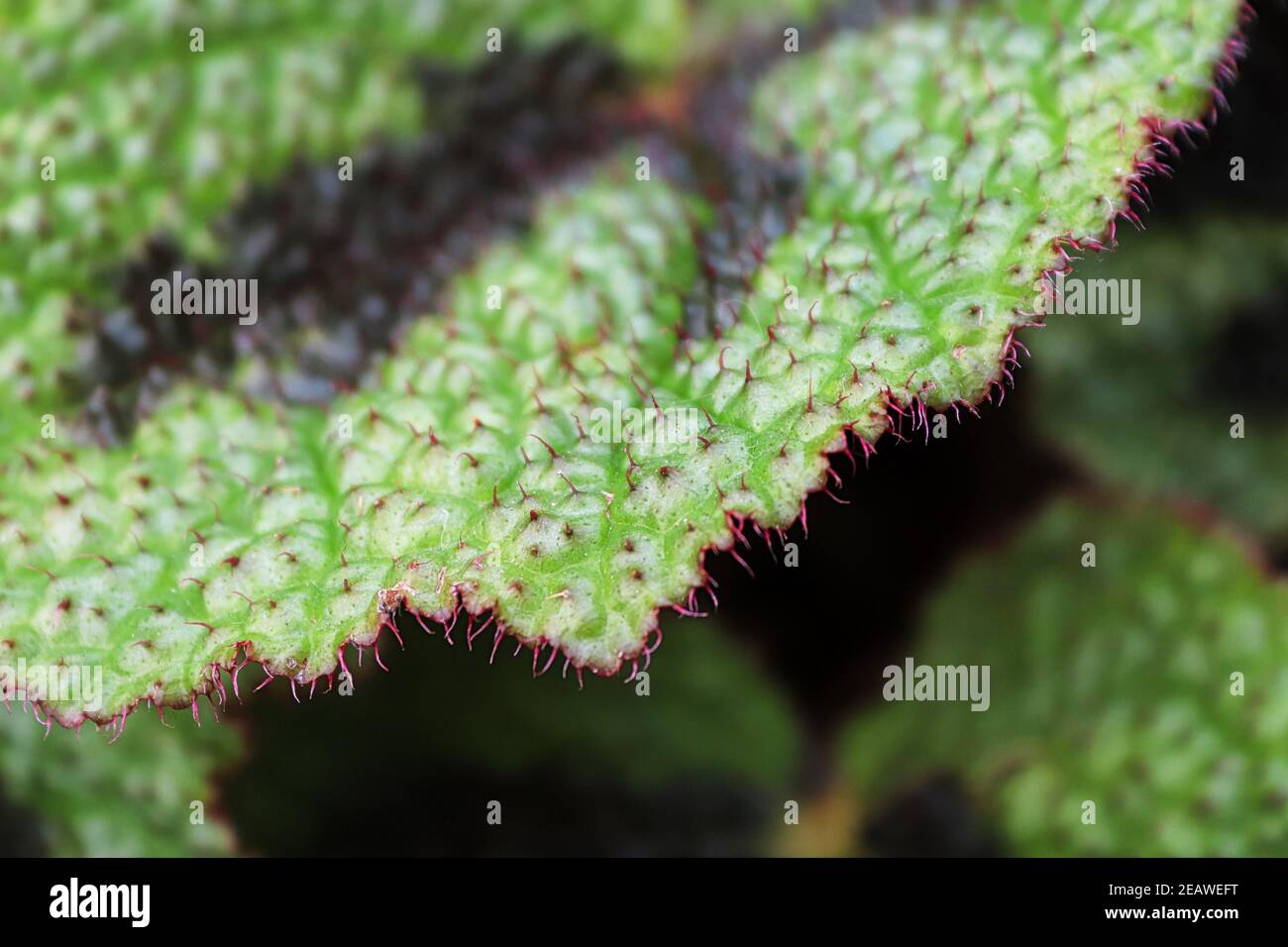 Closeup dei bordi rossi pelosi su una foglia dipinta begonia Foto Stock