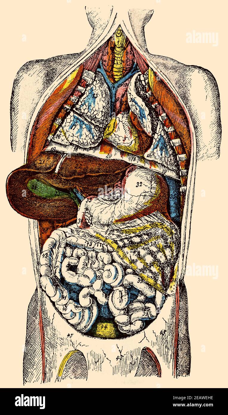 I visceri del corpo umano. Illustrazione del 19 ° secolo. Germania. Immagine a colori. Foto Stock