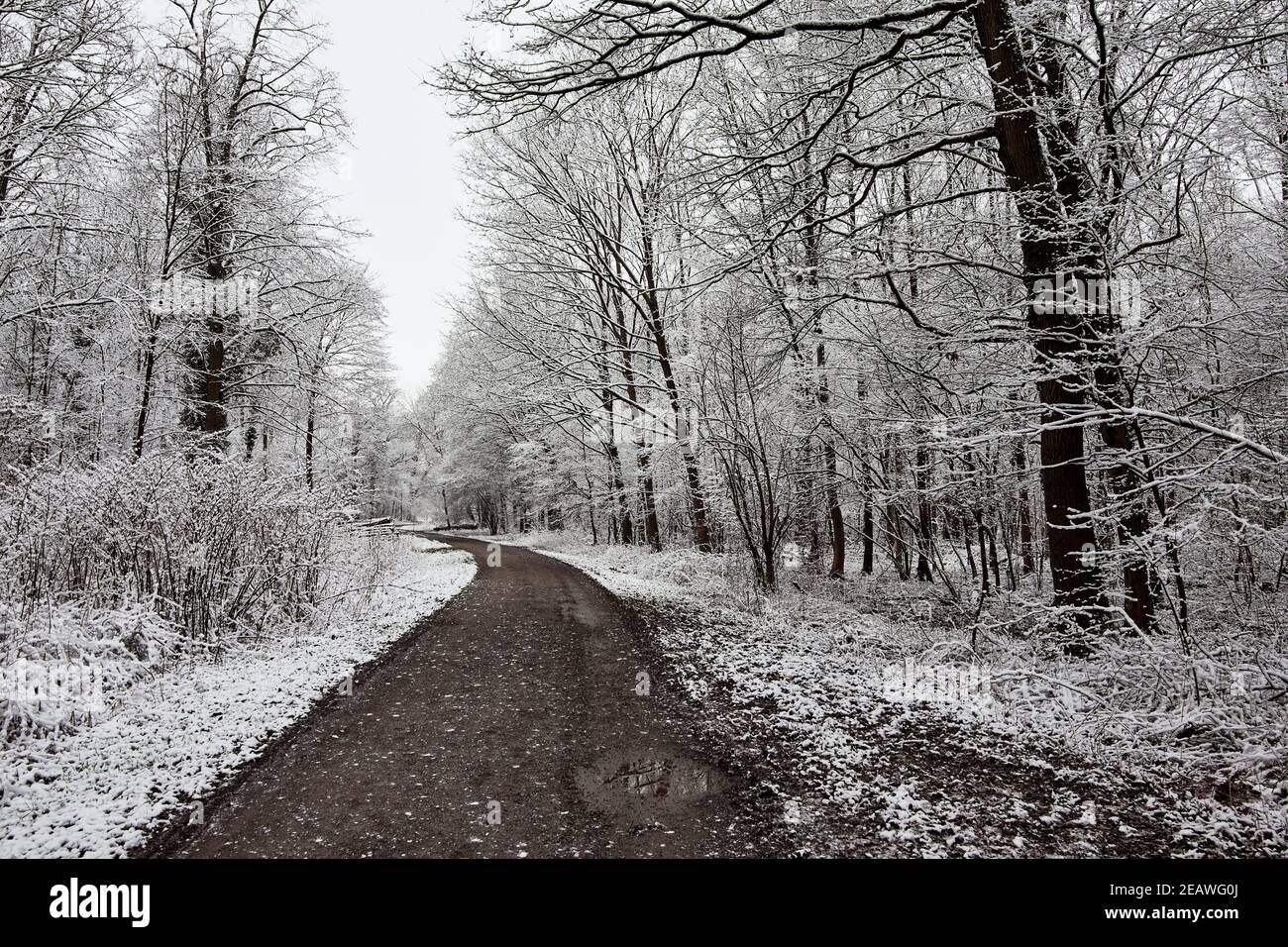 Strada di campagna che conduce attraverso la foresta invernale innevata in distanza Foto Stock
