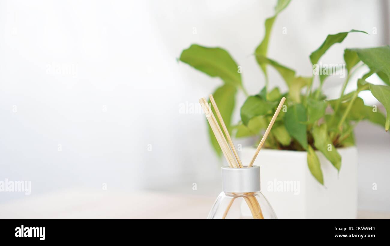 Fragranze in bottiglia di vetro con fiore in vaso su sfondo bianco. Bastoncini deodoranti per ambienti. Messa a fuoco selettiva Foto Stock
