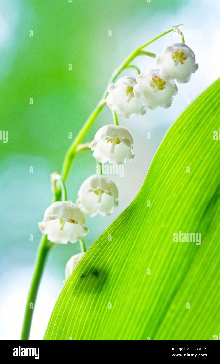 Lily-of-the-Valley (Convallaria majalis) fiori e foglie. Messa a fuoco selettiva e profondità di campo poco profonda. Sorgente pellicola scansionata. Foto Stock