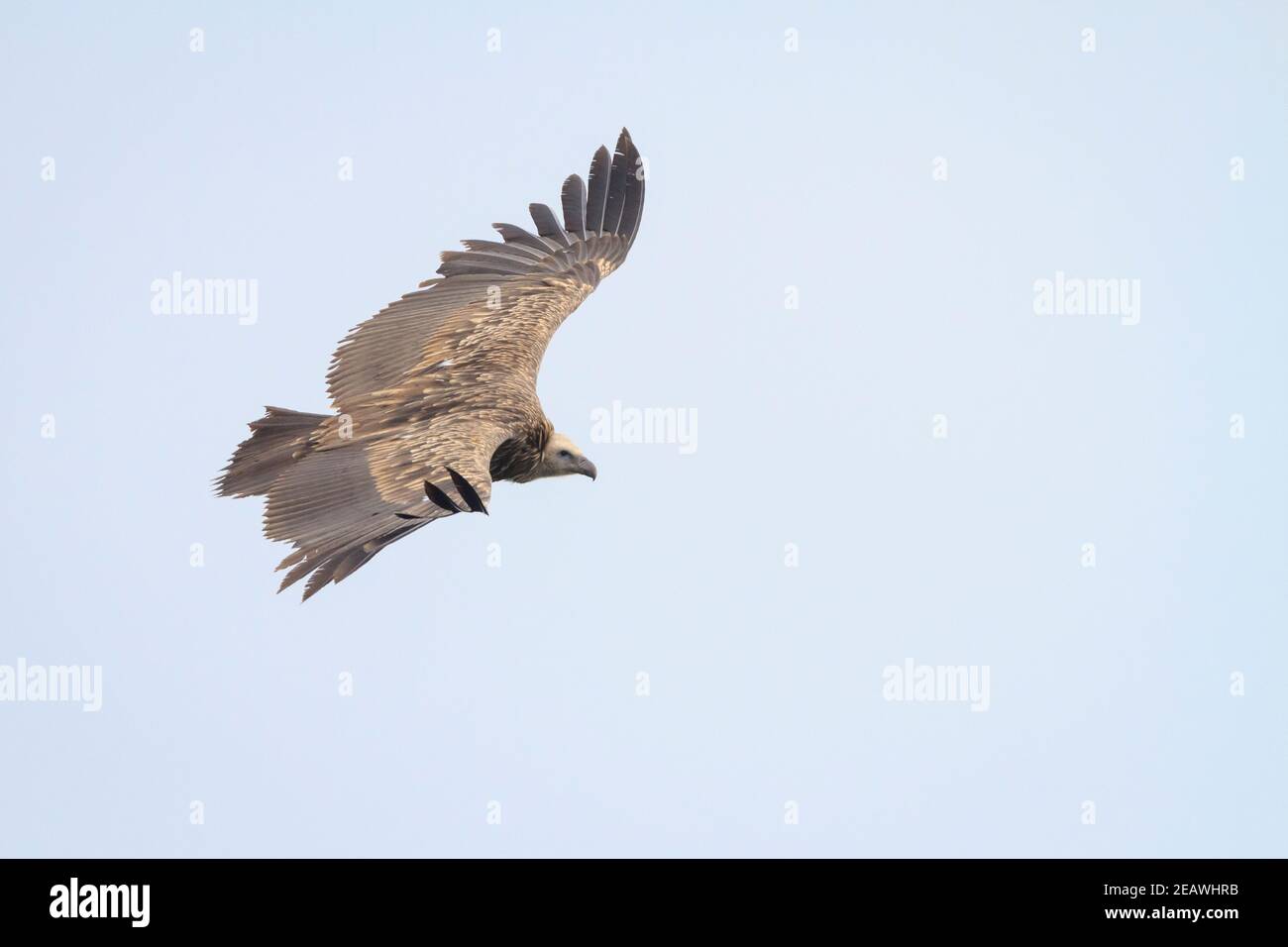 Grifone himalayano giovanile (Gyps himalayensis) in volo. Nepal. Foto Stock