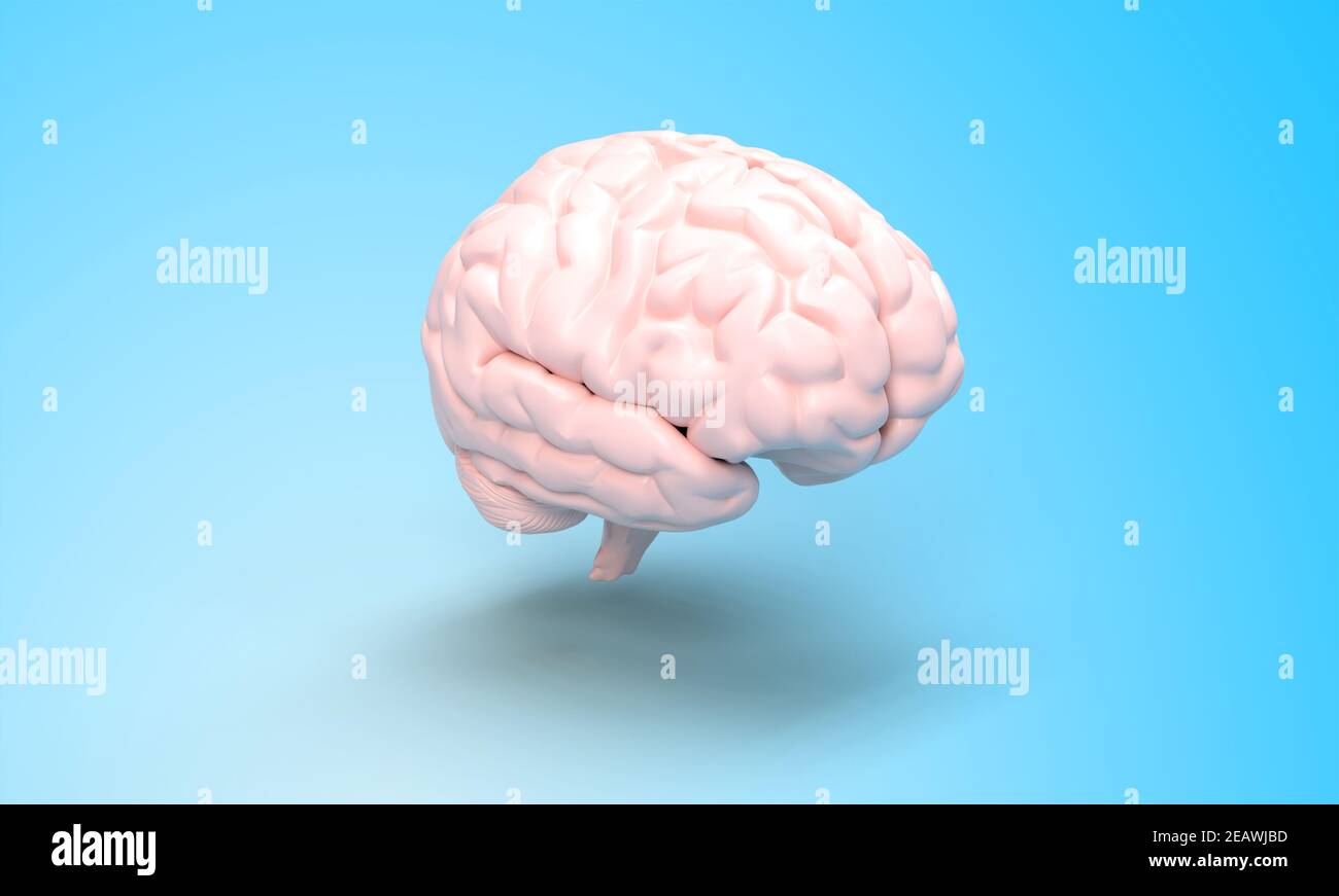 rappresentazione 3d del cervello umano Foto Stock