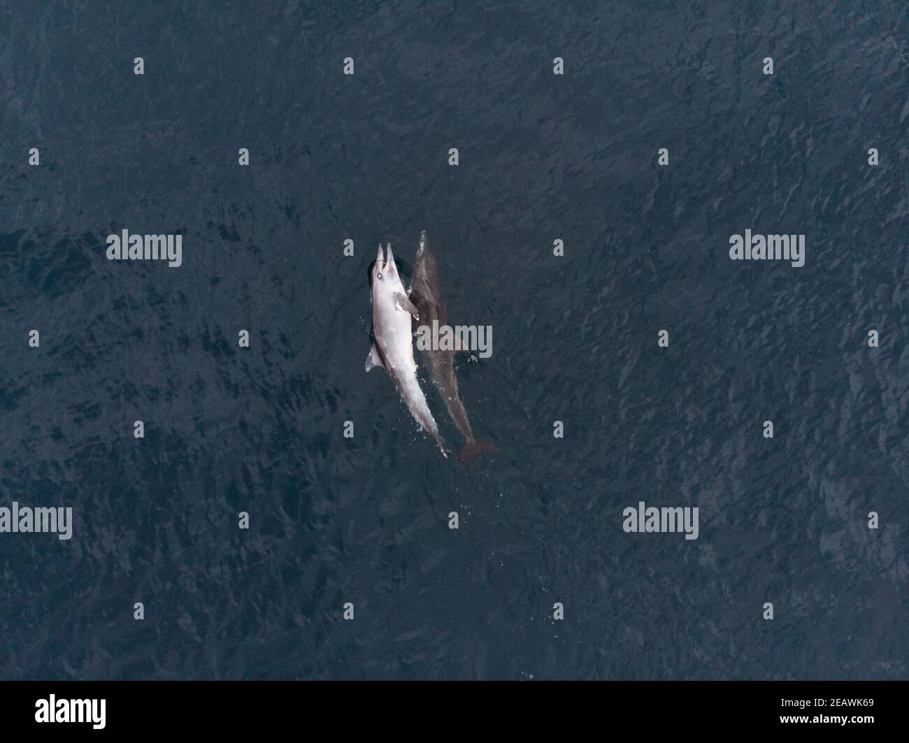 Un delfino a denti ruvidi (Steno bredanensis) che porta un compagno morto Foto Stock