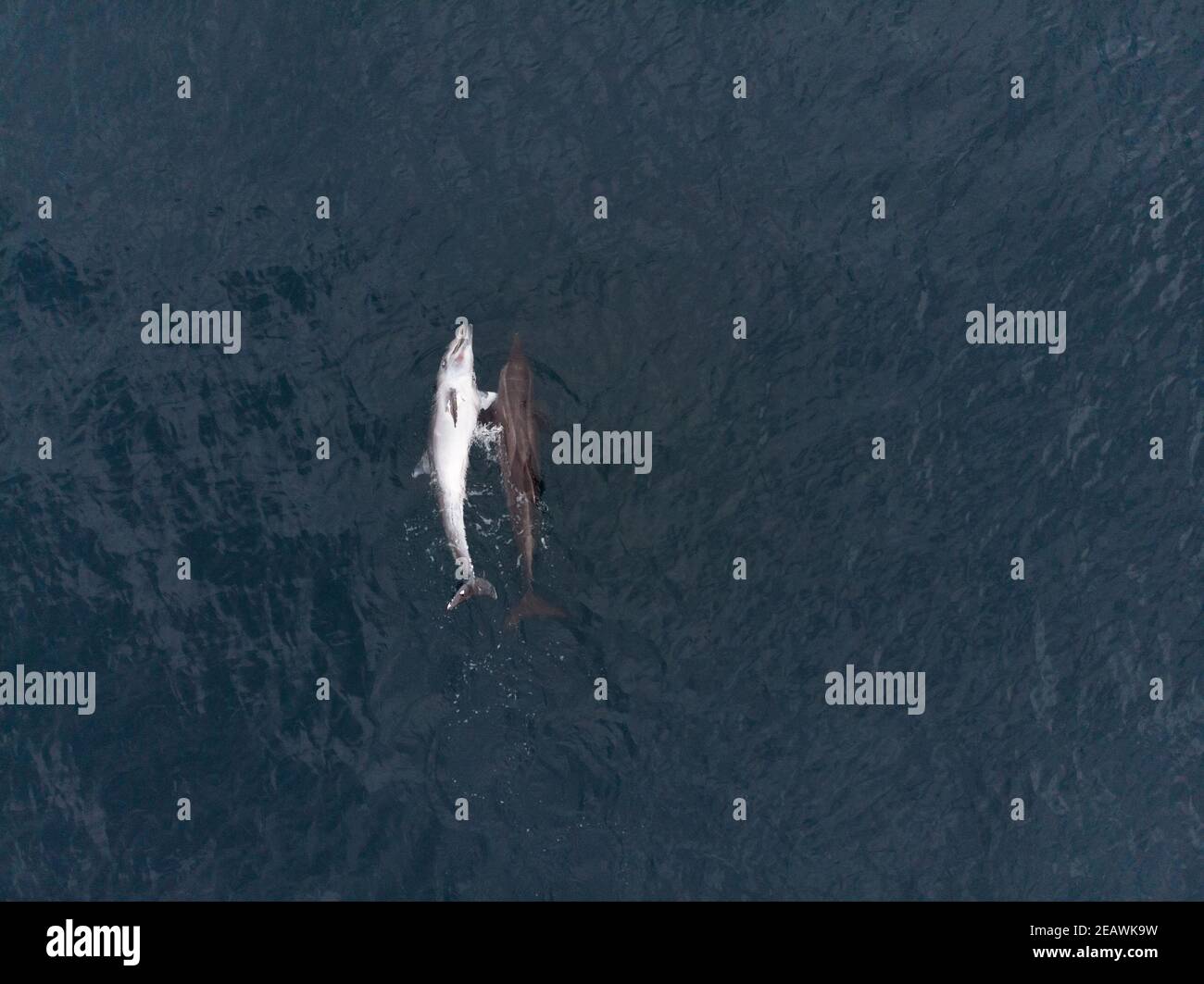 Un delfino a denti ruvidi (Steno bredanensis) che porta un compagno morto Foto Stock