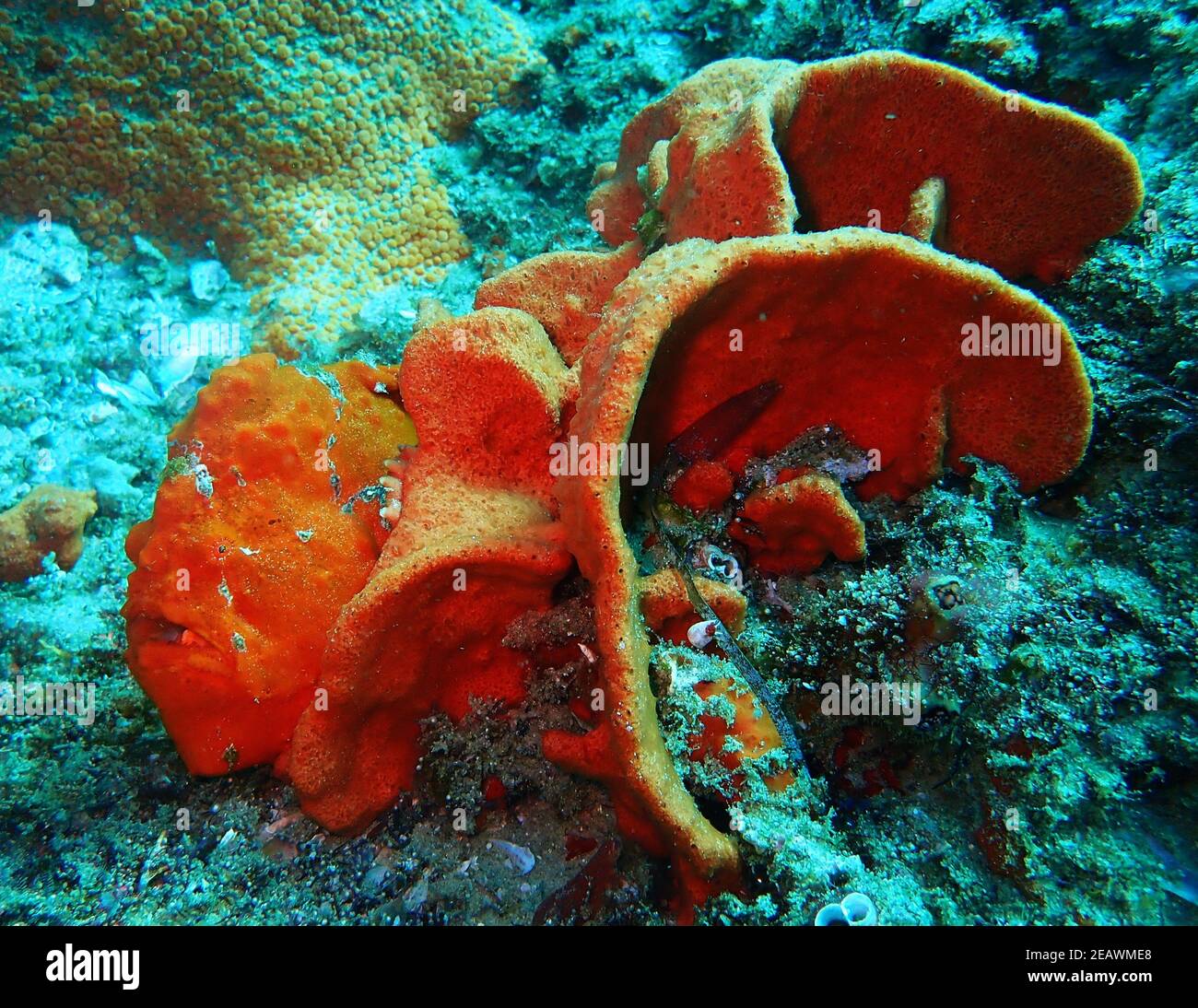 Pesce rana arancione luminoso nascosto dietro corallo di colore simile Foto Stock