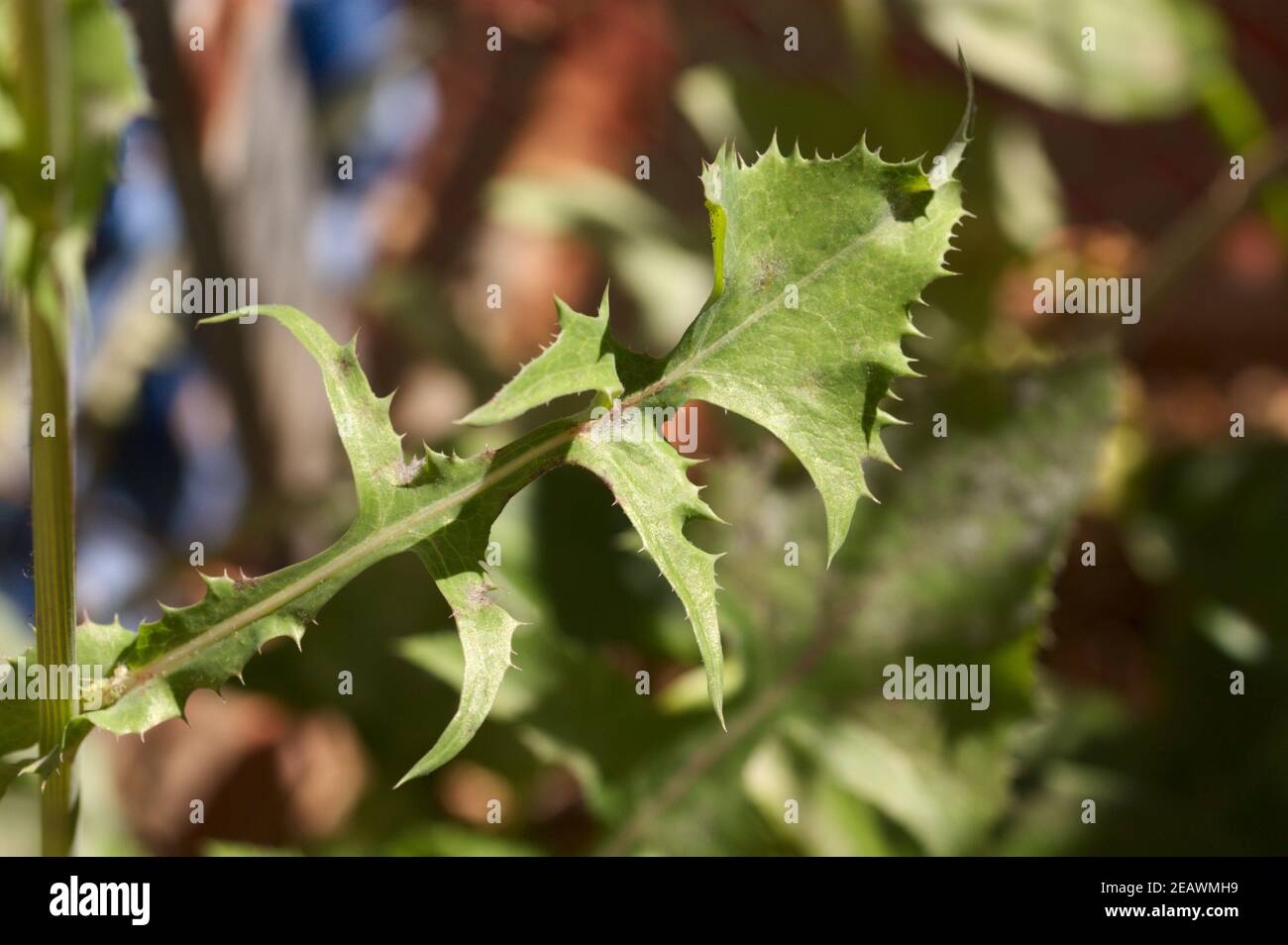 Closeup delle foglie verdi della pianta di sonchus oleraceus conosciuta come fabbro, cardo morbido o cardo del latte Foto Stock