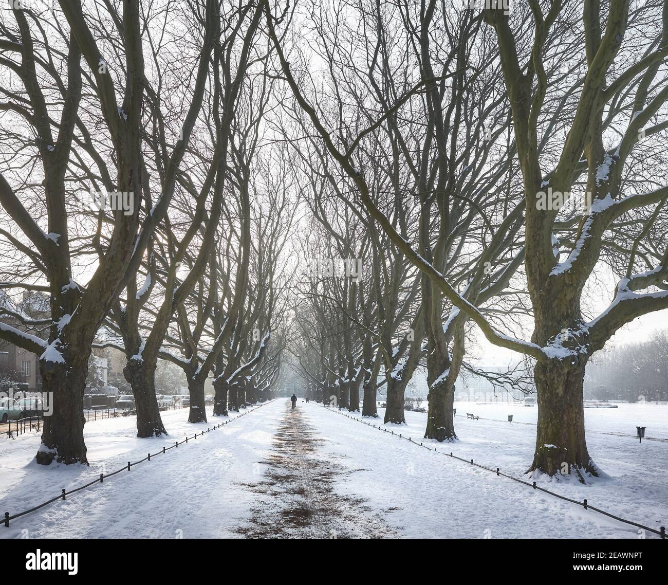 Platani vicolo nel Parco Jan Kasprowicz in inverno, Szczecin, Polonia. Foto Stock