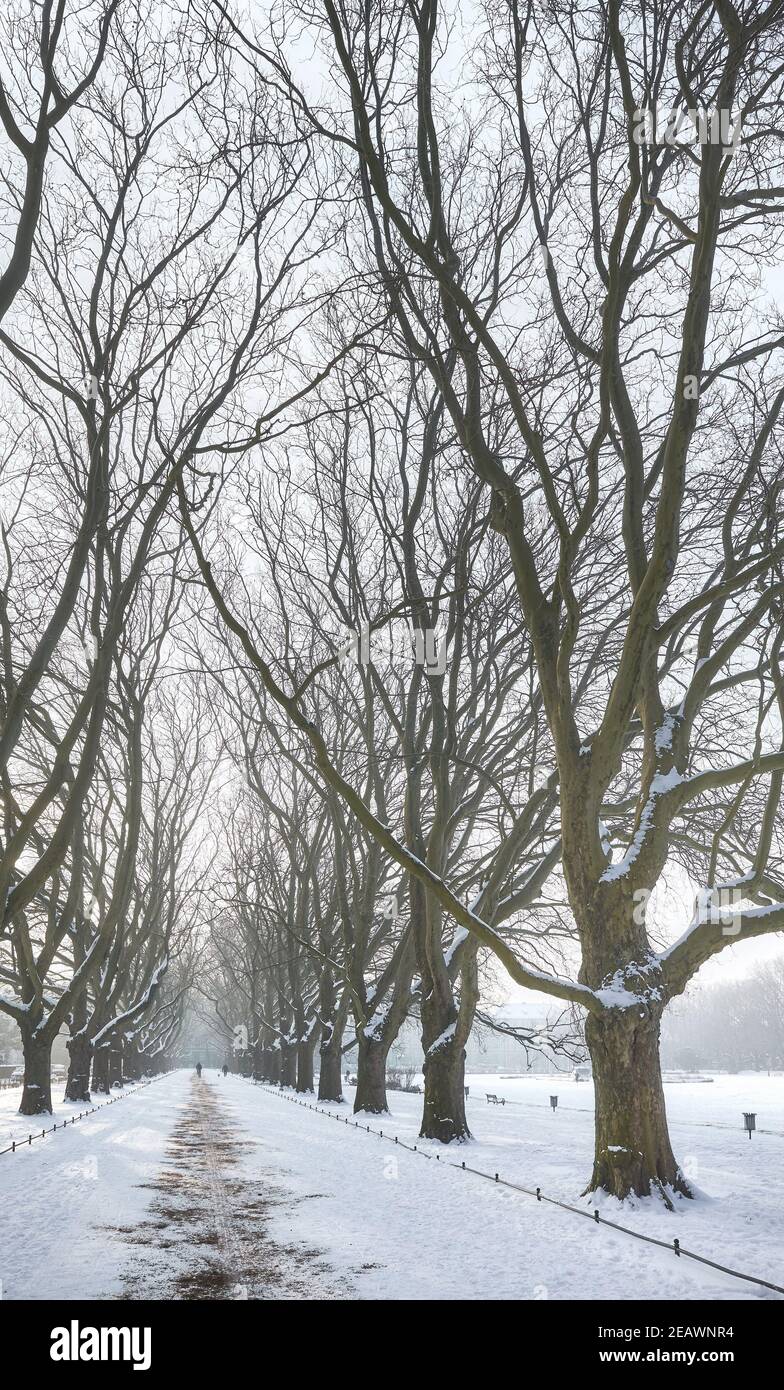 Platani vicolo nel Parco Jan Kasprowicz in inverno, Szczecin, Polonia. Foto Stock