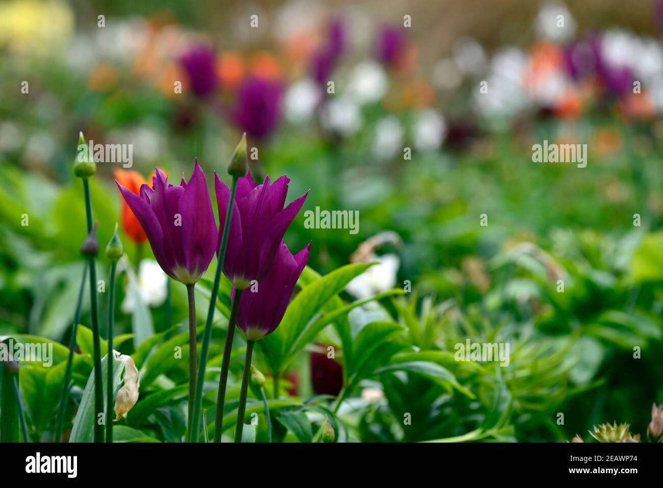 tulipa viola sogno, tulipano viola sogno, giglio fiorito tulipano, viola fiori rosa, fiore, fioritura, RM Floral Foto Stock