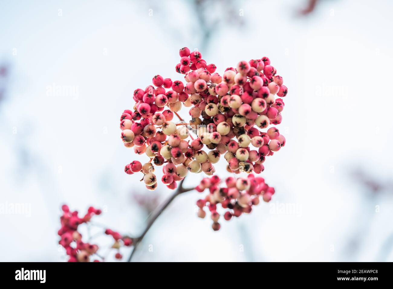 Bacche di colore rosa di un albero ornamentale Sorbus oligodonta aka kite-leaf rowan durante l'inverno in un giardino a Southampton, Hampshire, Inghilterra, Regno Unito Foto Stock