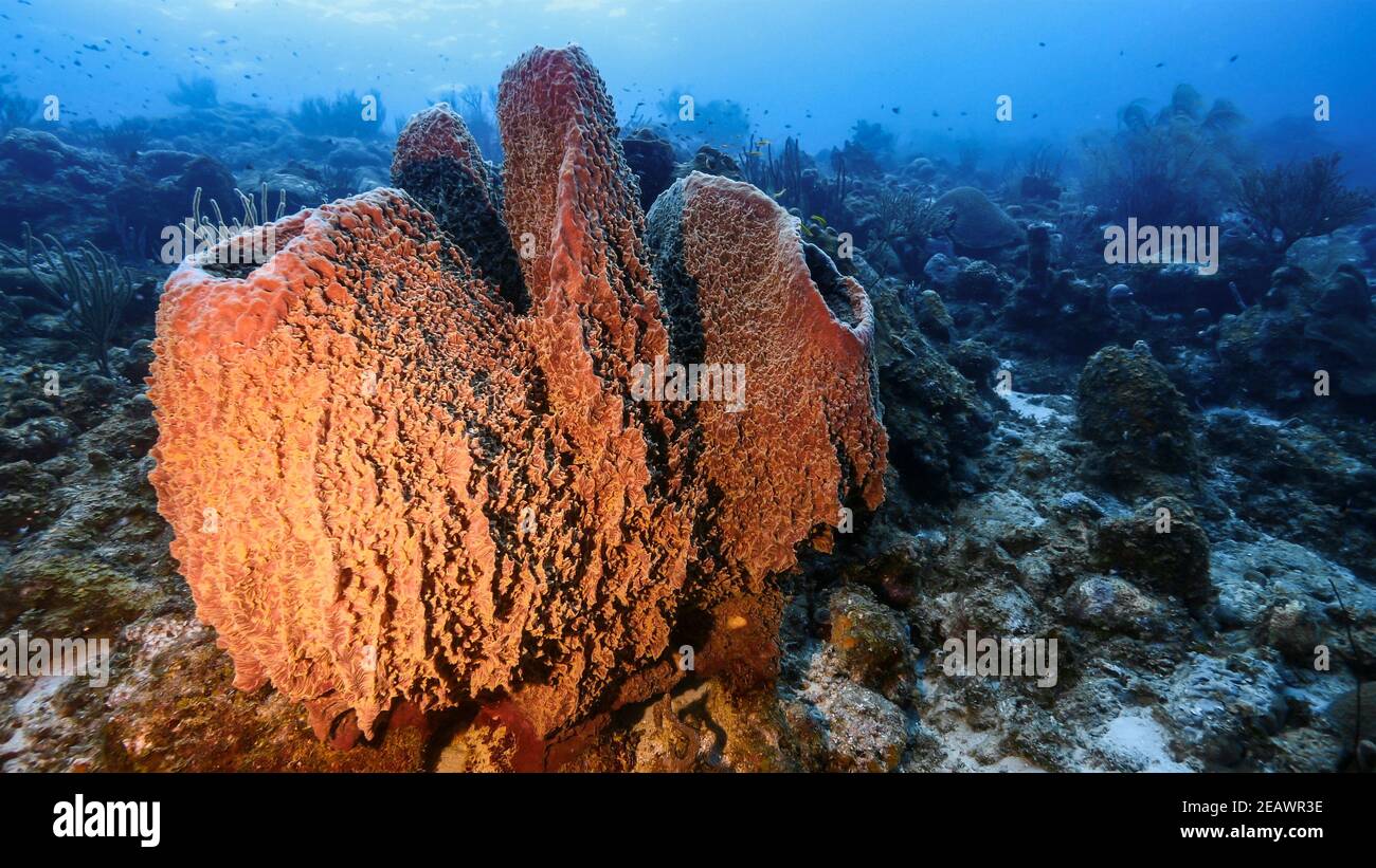 Stagcape nella barriera corallina del Mar dei Caraibi, Curacao corallo e spugna Foto Stock
