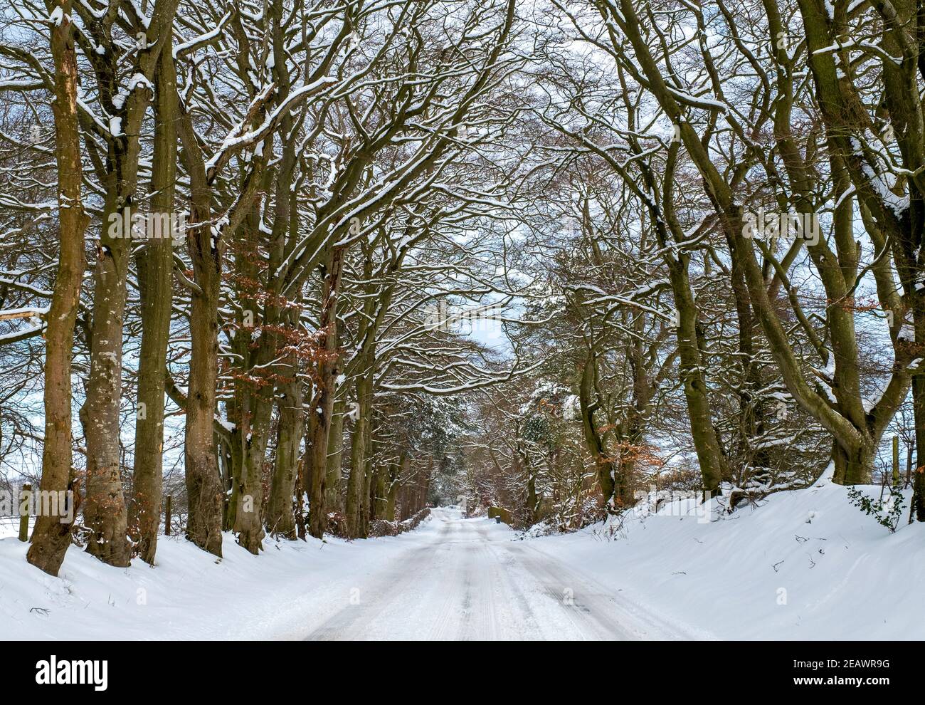 Viale innevato di alberi, West Lothian, Scozia. Foto Stock