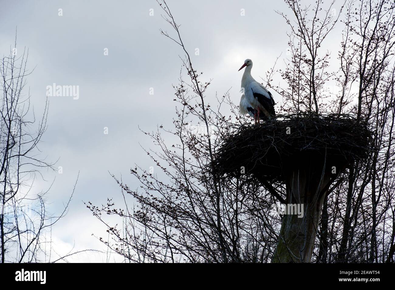 Cicogna bianca in piedi nel nido in vista laterale con un sacco di spazio di copia sullo sfondo. Un uccello migratorio, in latino chiamato Ciconia ciconia. Foto Stock
