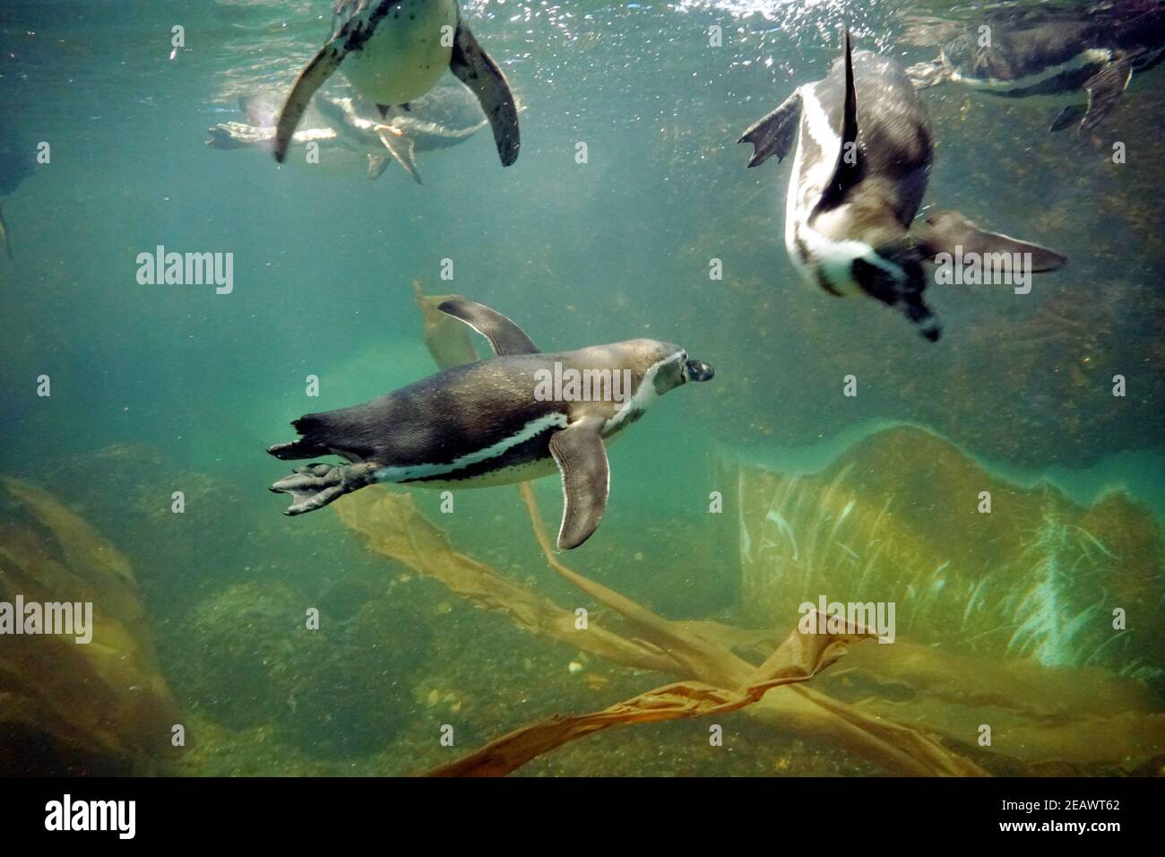 Humboldt pinguino nuotare sotto l'acqua in piscina artificiale in cattività. Altri pinguini intorno nuotare in diverse direzioni. Sono sfocati. Foto Stock