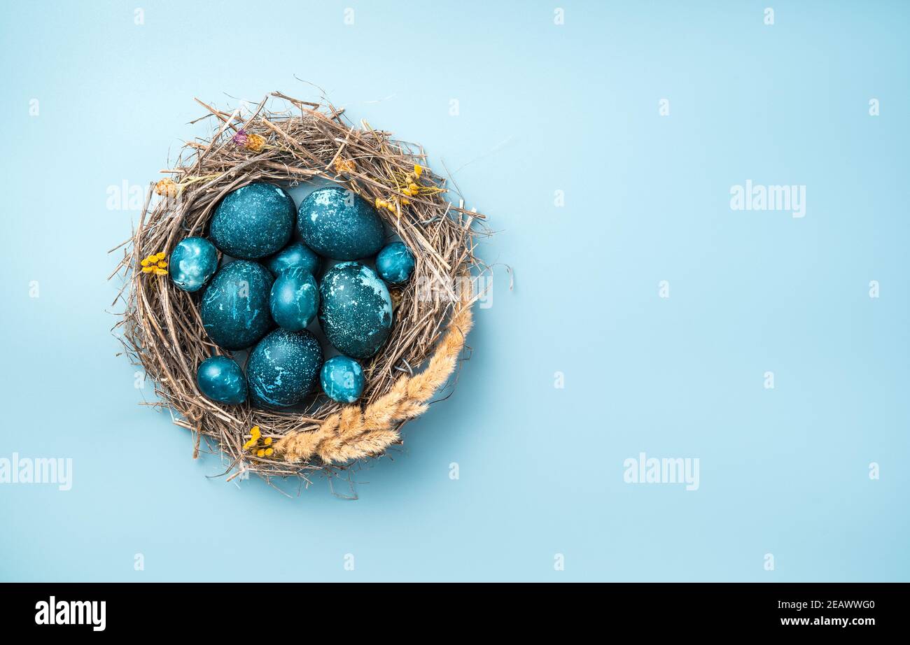Un nido con pollo blu e uova di quaglia su sfondo blu. Foto Stock