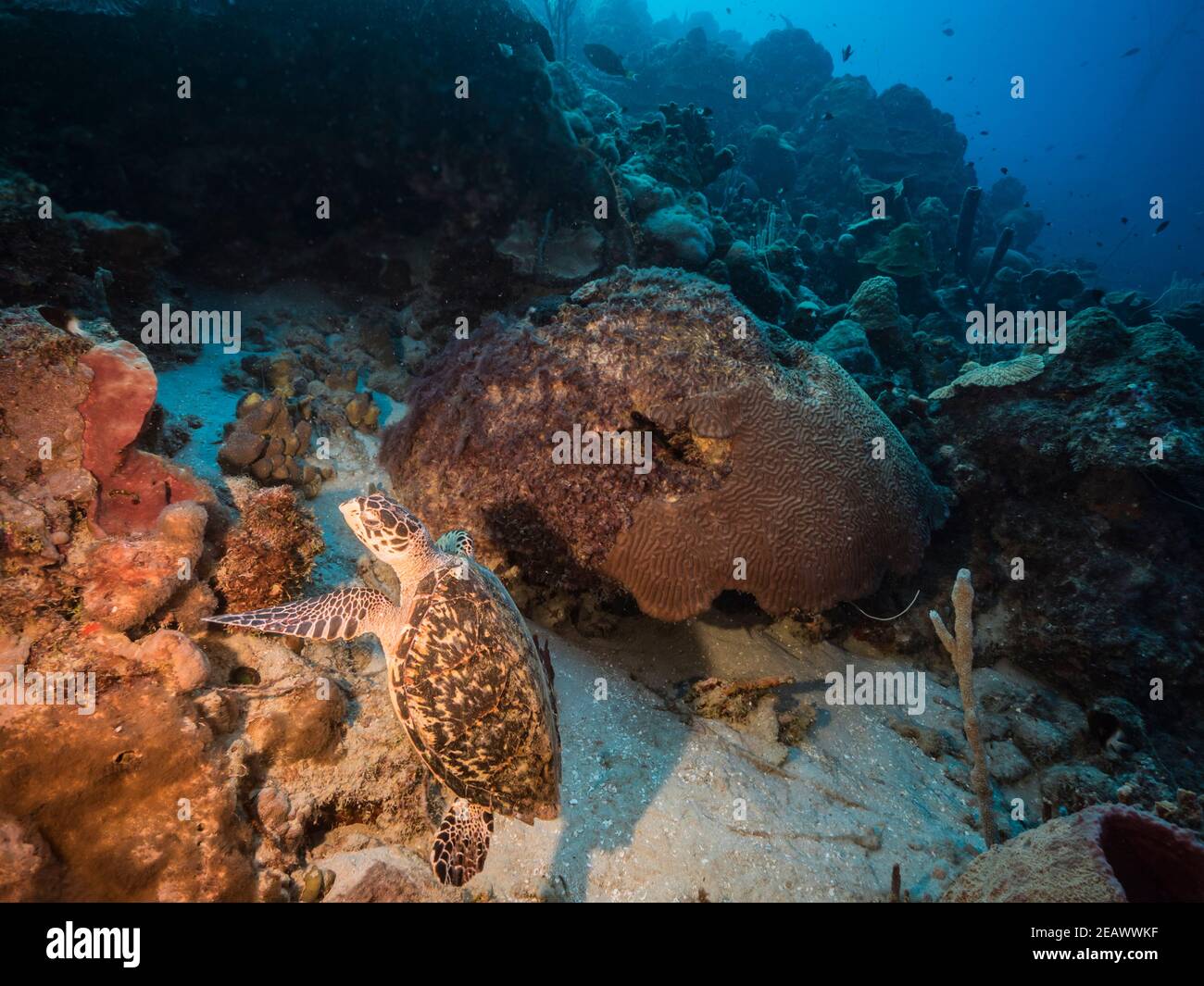 Hawksbill Mare tartaruga nuotare nella barriera corallina del Mar dei Caraibi, Curacao Foto Stock