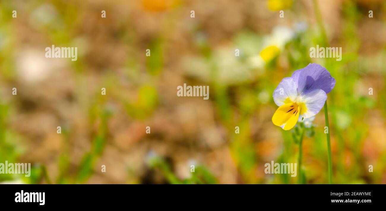 Violetto Viola tricolore in piena fioritura. Fiore di violetto Viola tricolore in primo piano. Heartsease Viola tricolore. Foto Stock