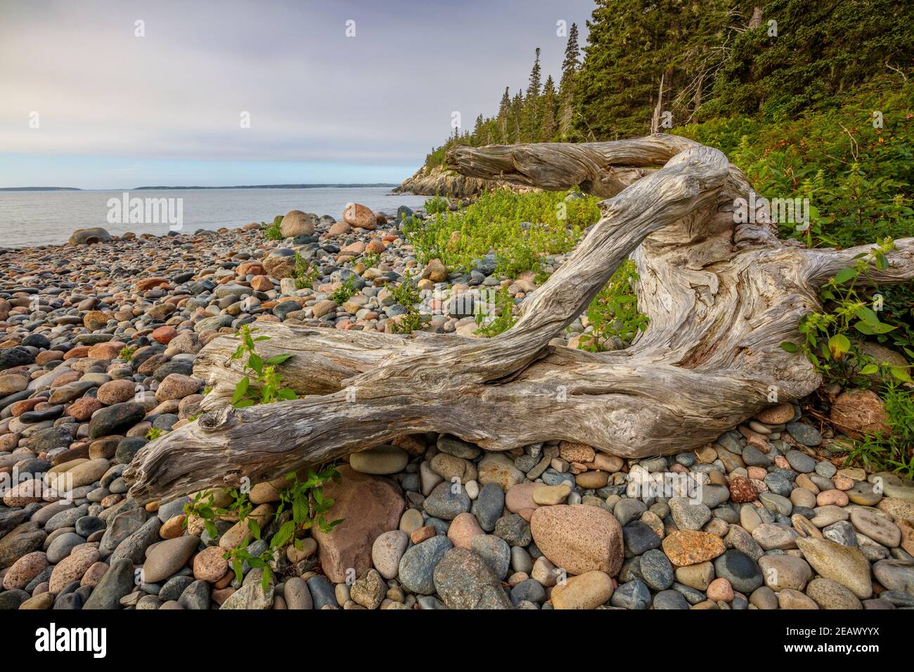 Acadia National Park, Maine: Driftwood stagionato su roccia coperta Hunters Beach Foto Stock