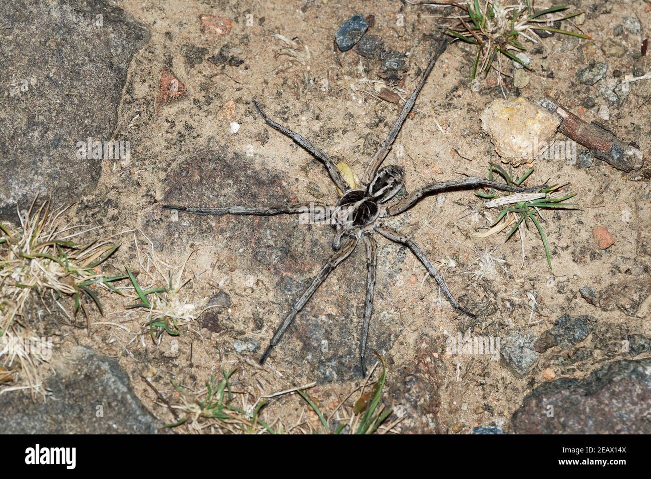 Wolf Spider - Tasmanicosa tasmanica famiglia ragno australiana Lycosidae, cacciatori robusti e agili con ottima vista, vivono soprattutto in solitudine e. Foto Stock