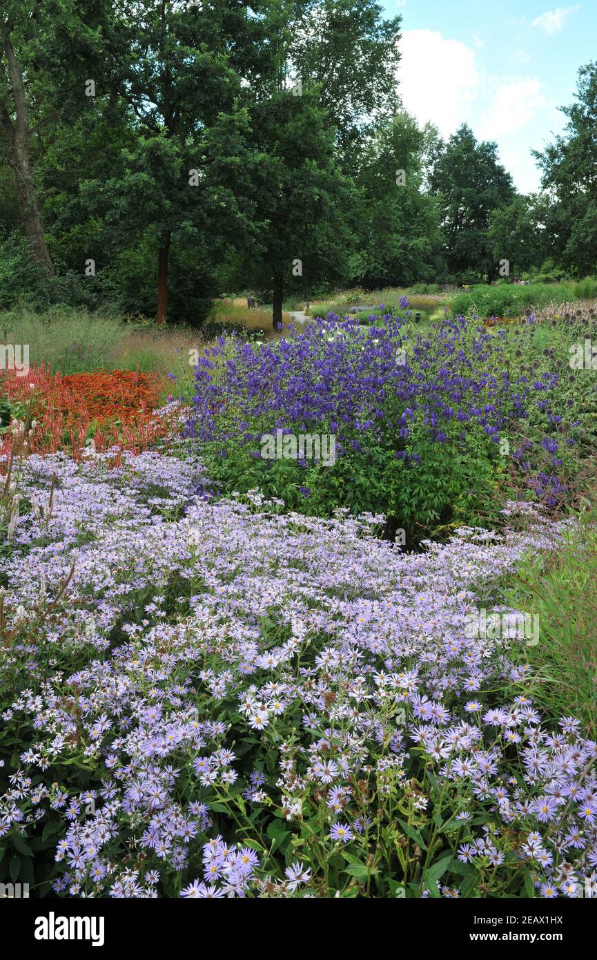 HAMM, GERMANIA - 15 AGOSTO 2015: Impianto in stile prato perenne progettato da Piet Oudolf nel giardino d'arte nel parco pubblico Maximilianpark Foto Stock