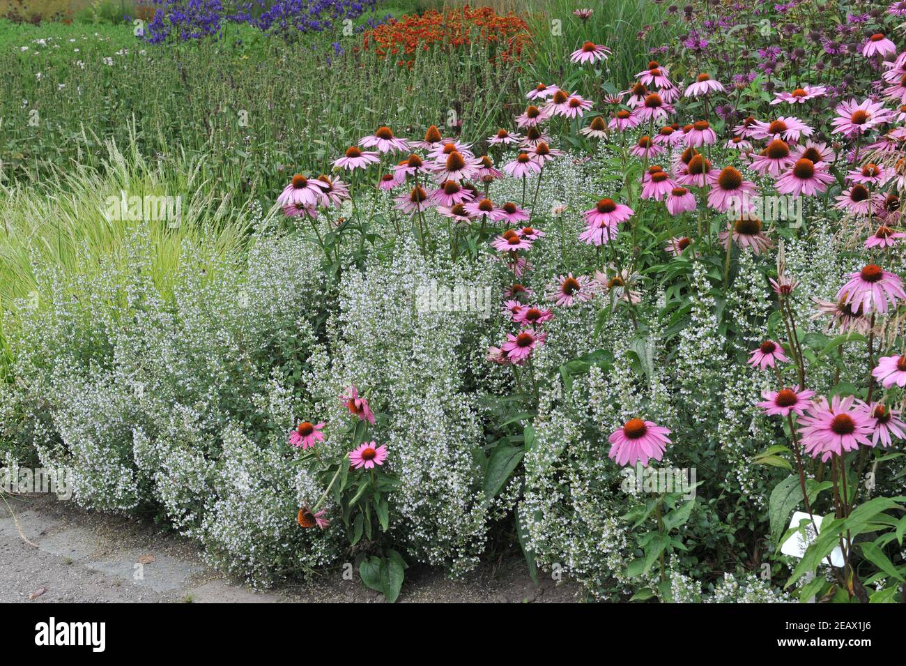 HAMM, GERMANIA - 15 AGOSTO 2015: Impianto in stile prato perenne progettato da Piet Oudolf nel giardino d'arte nel parco pubblico Maximilianpark Foto Stock