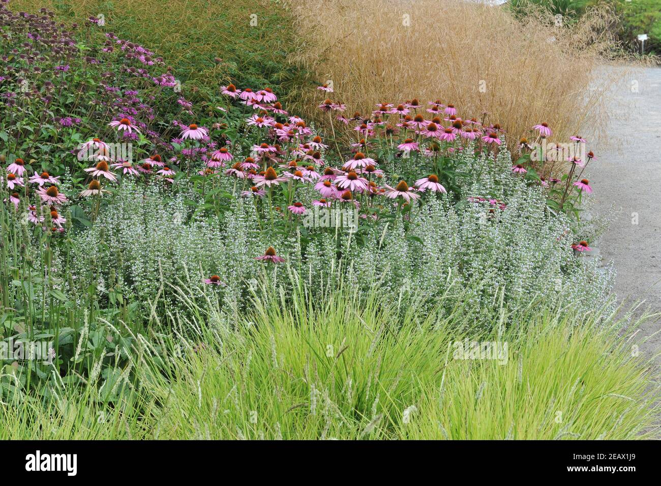 HAMM, GERMANIA - 15 AGOSTO 2015: Impianto in stile prato perenne progettato da Piet Oudolf nel giardino d'arte nel parco pubblico Maximilianpark Foto Stock